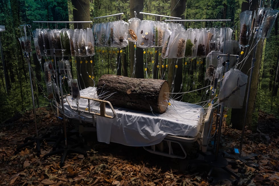 Instalación de la artista Michelle Lougee titulada "La Transfusión" en el "Hospital de las...